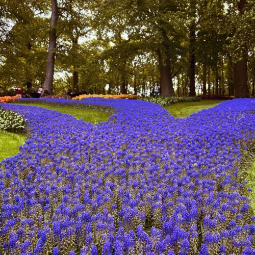 Luksus forårs Tulipan flodkrydstogt i Holland og Belgien 