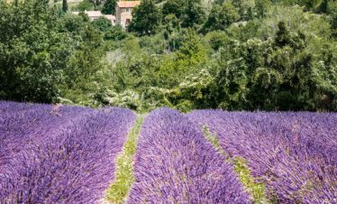 7 dages flodkrydstogt med fokus på gourmet og Provence