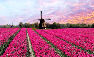 Tulipan forårsflodkrydstogt fra Düsseldorf
